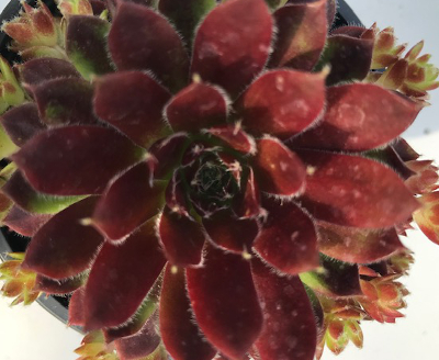 Sempervivum arachnoideum 'Red Papaver'